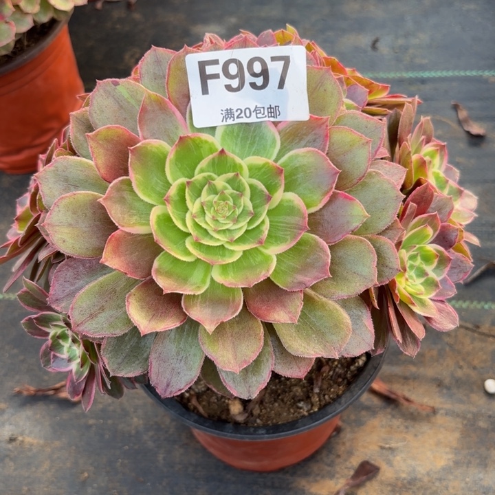 瑞妈多肉园艺，粉花妖有断指997.