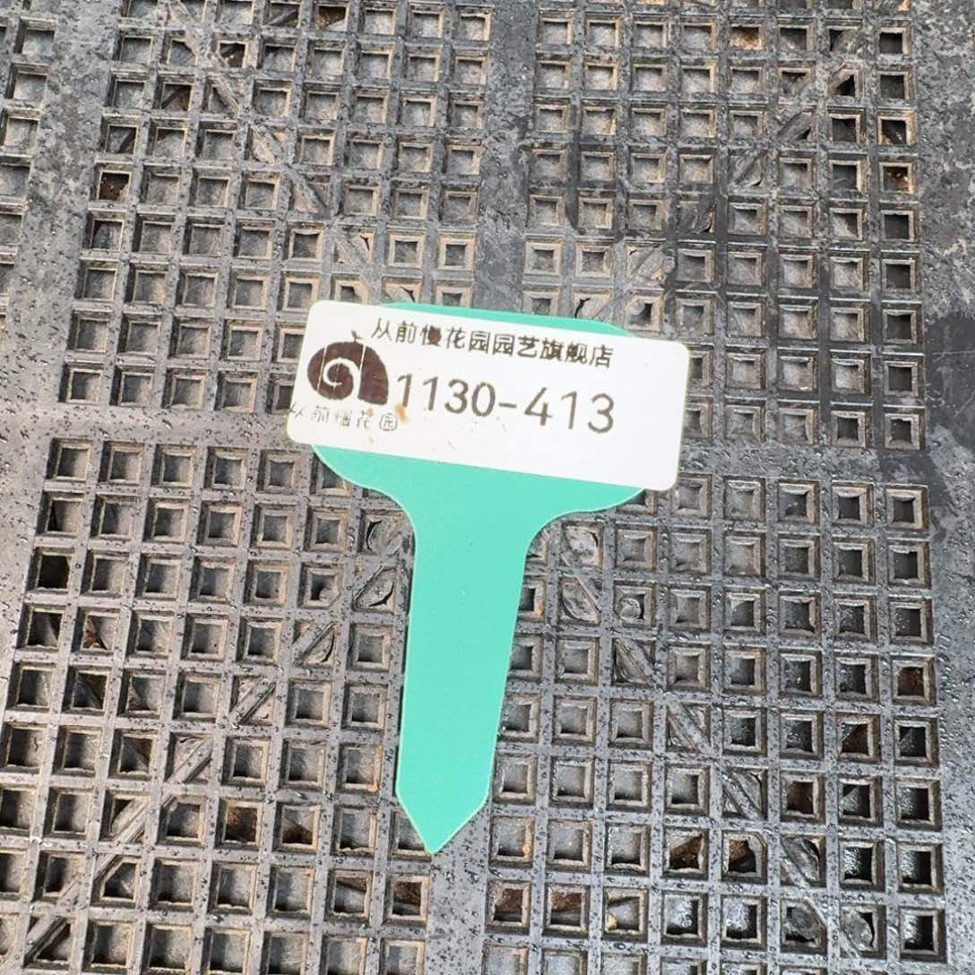 从前慢多肉精选编号1130.413