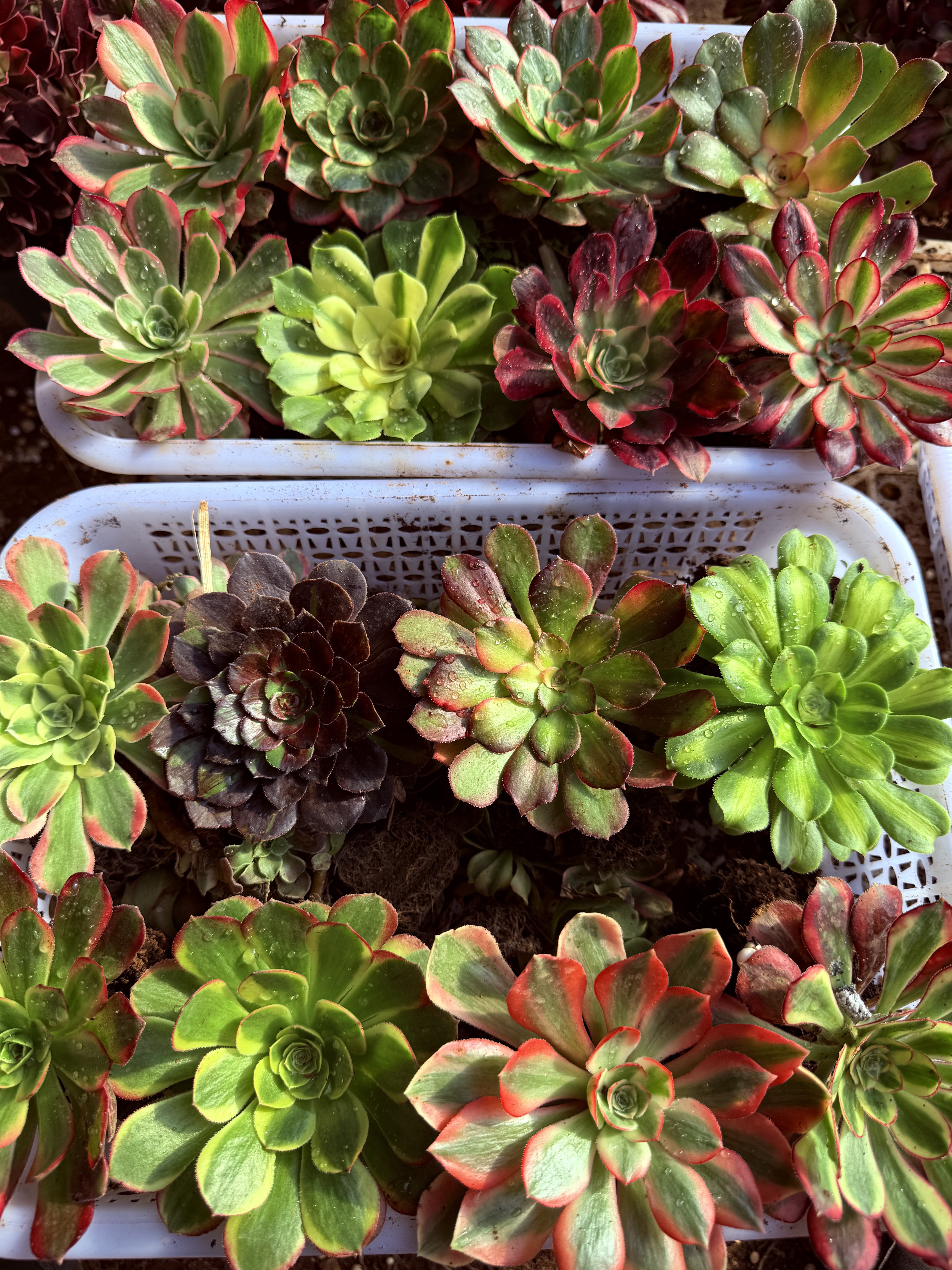 法师锦组合套餐8棵不同品种主头多肉植物新手必选