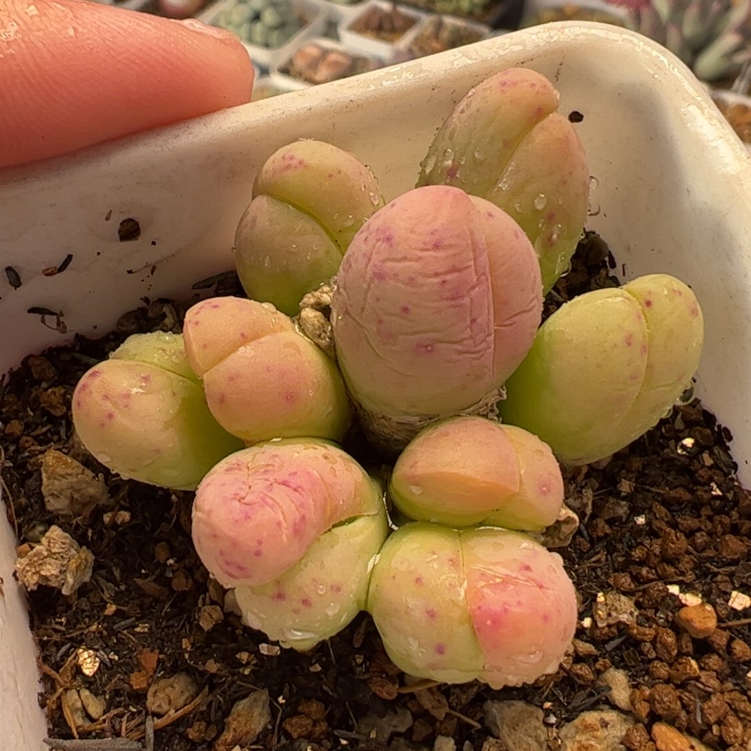 025多肉植物百科