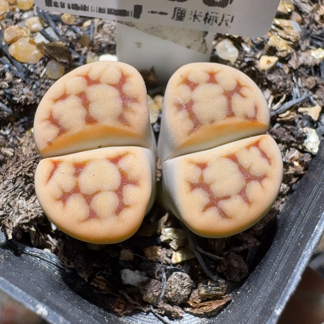 老板亏本便宜卖了1268