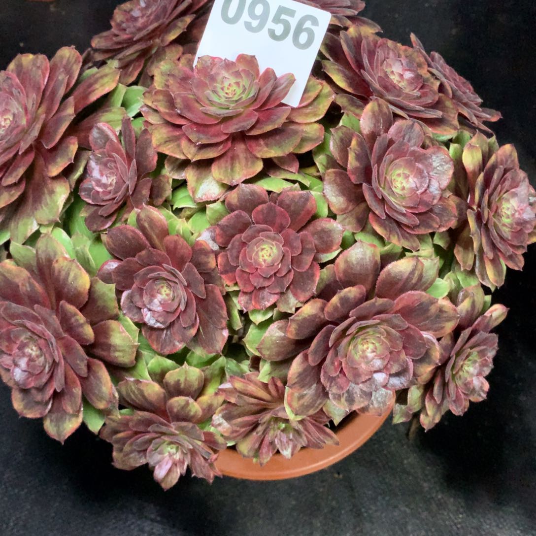 C***r红丝绒956法师多肉植物25000