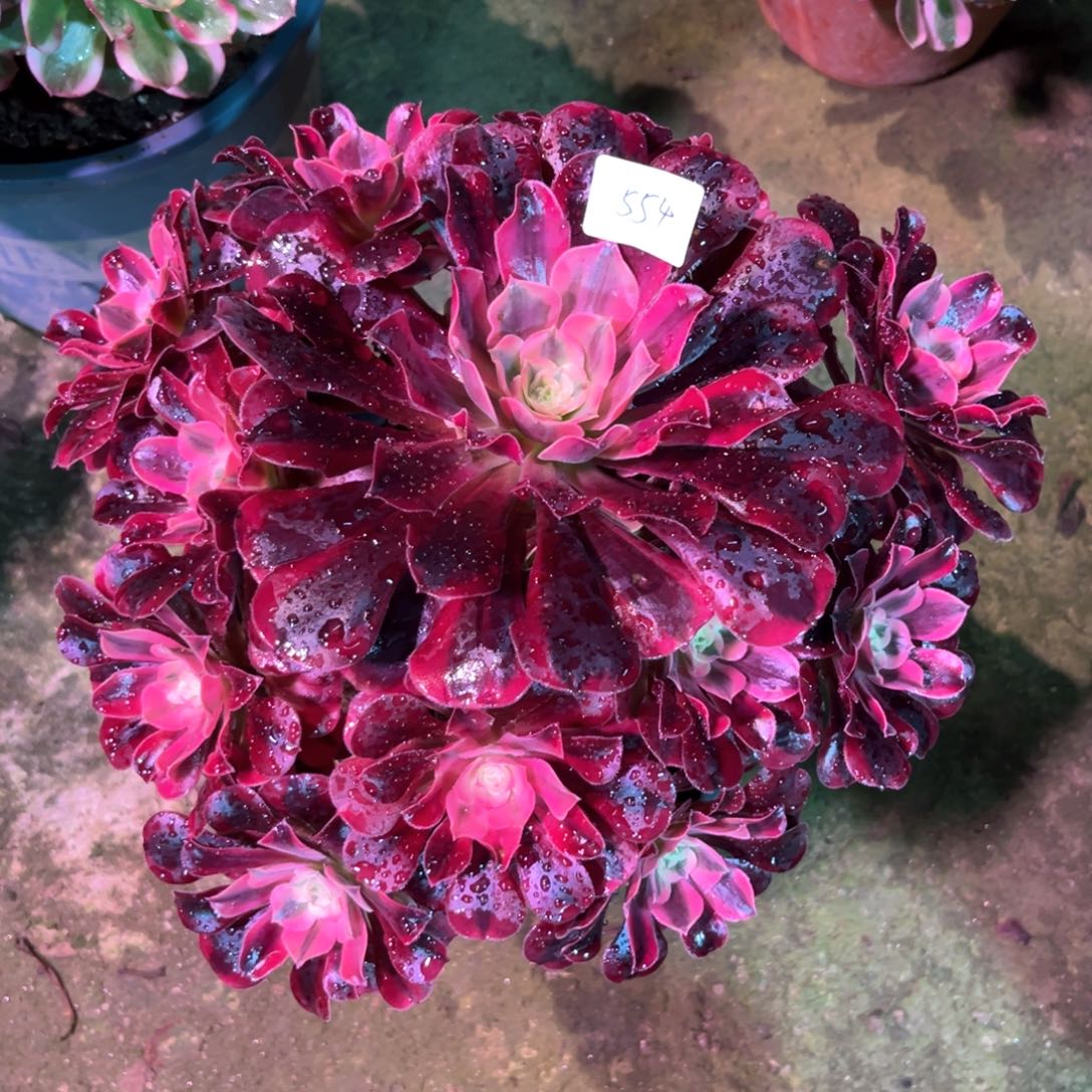 多肉植物美杜莎554