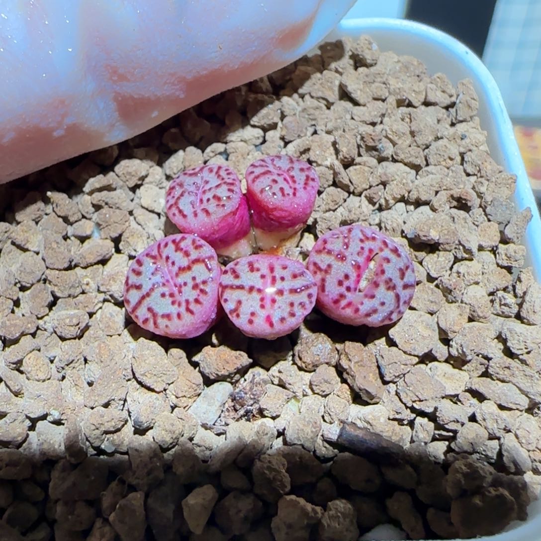 肉锥多肉植物百科-614