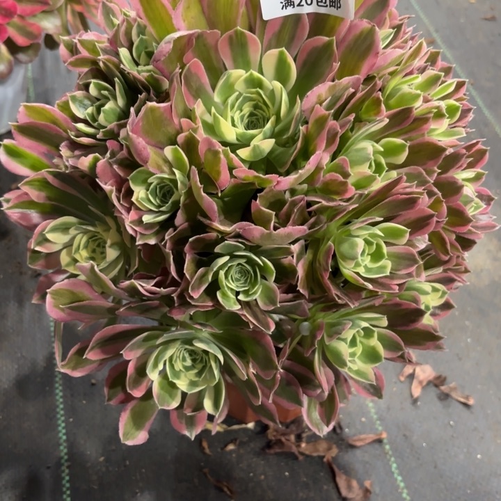 瑞妈一物一拍253