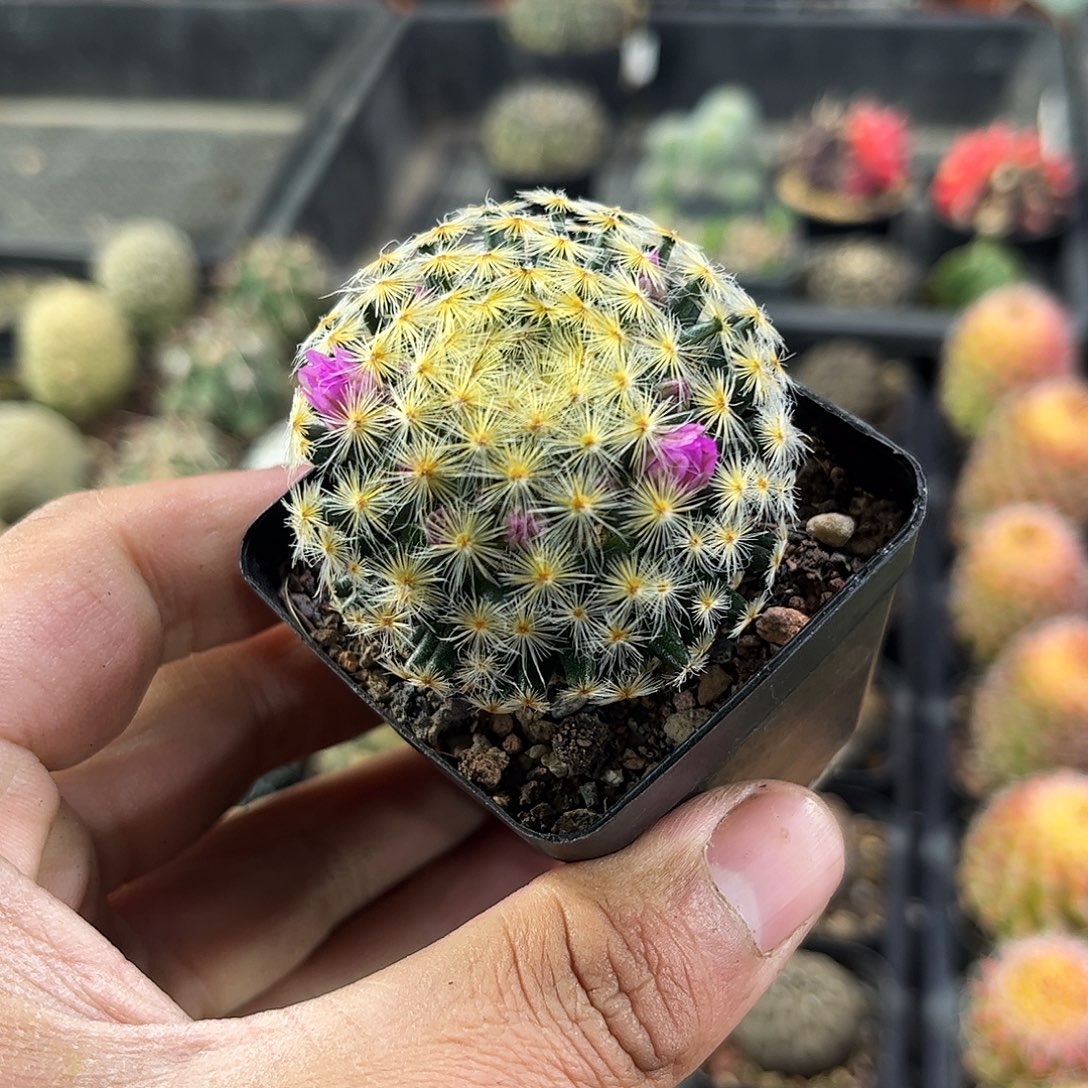 红花明星单头发货单头