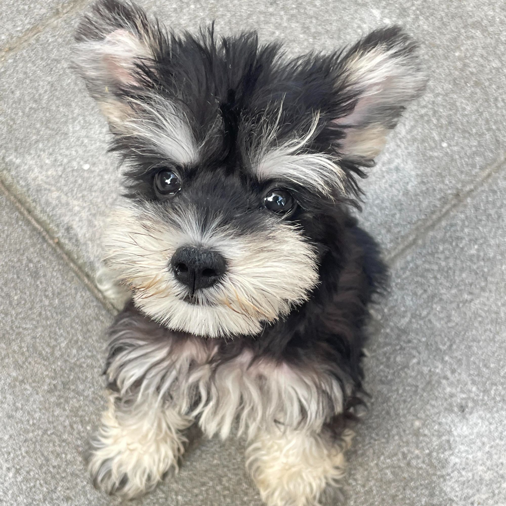 【麦麦家的雪纳瑞】雪纳瑞浅椒盐梦幻色宠物活体小狗狗