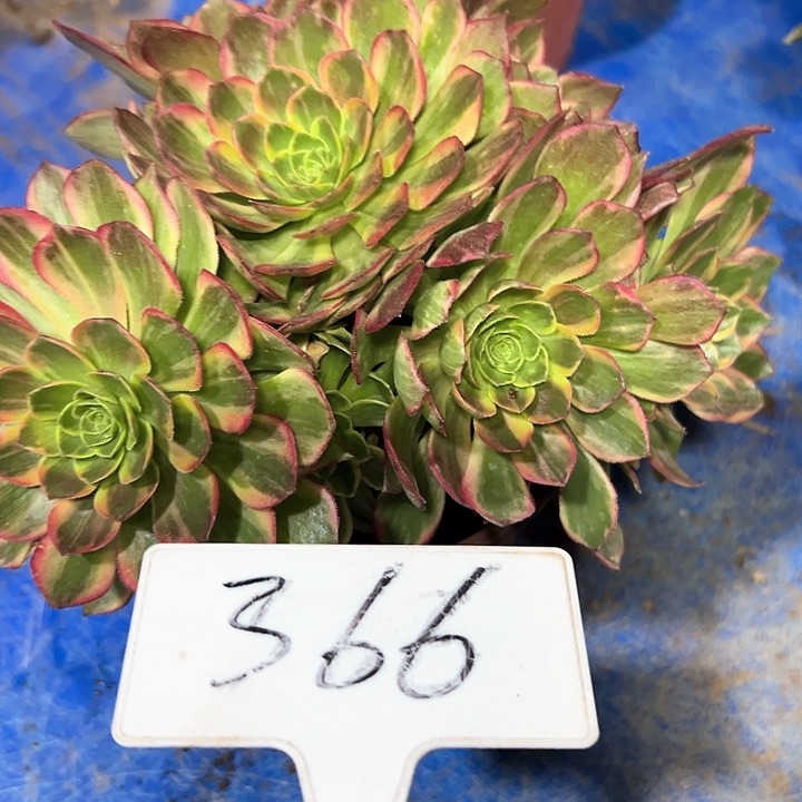 多肉植物万皇法师