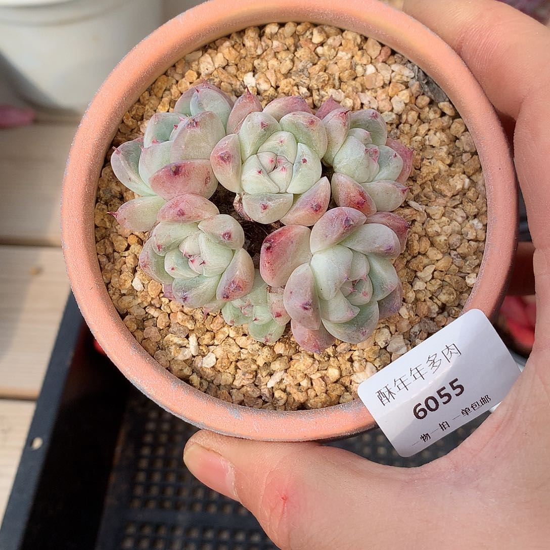 6055阿尔巴佳人小群6.5厘米