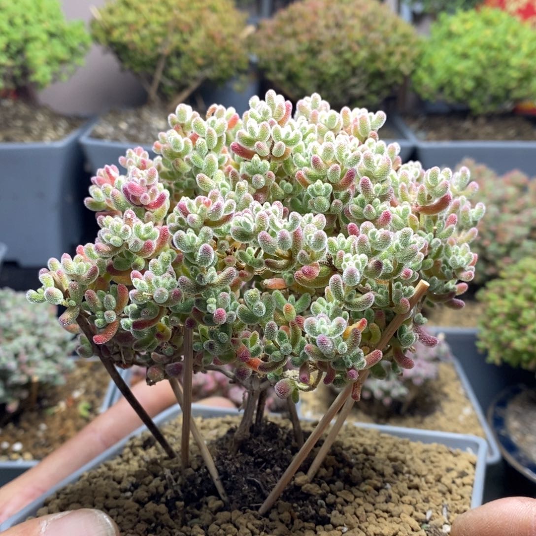 693优选冰晶枝干