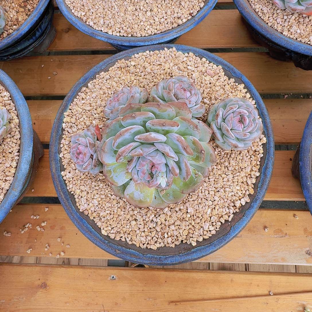 ****༣多肉植物石榴籽群