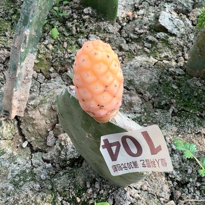 104福利习锦仙人球