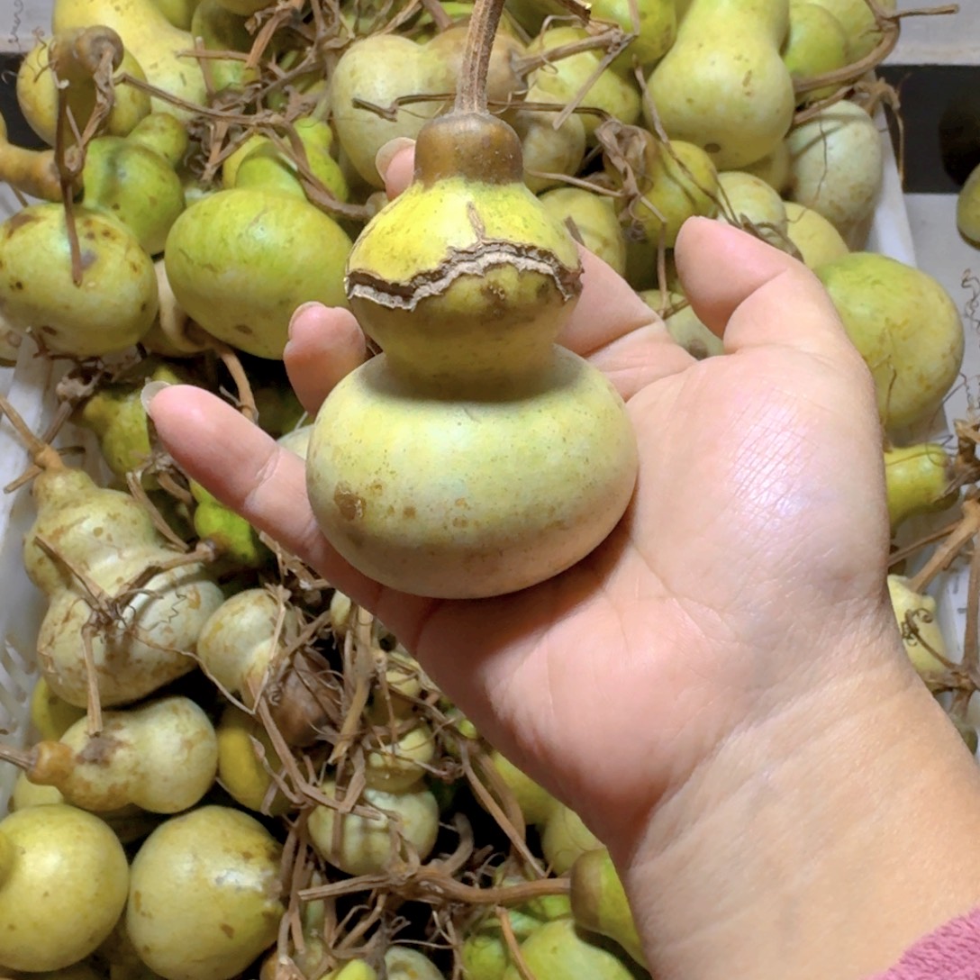 p***n青皮葫芦不保成不退不换