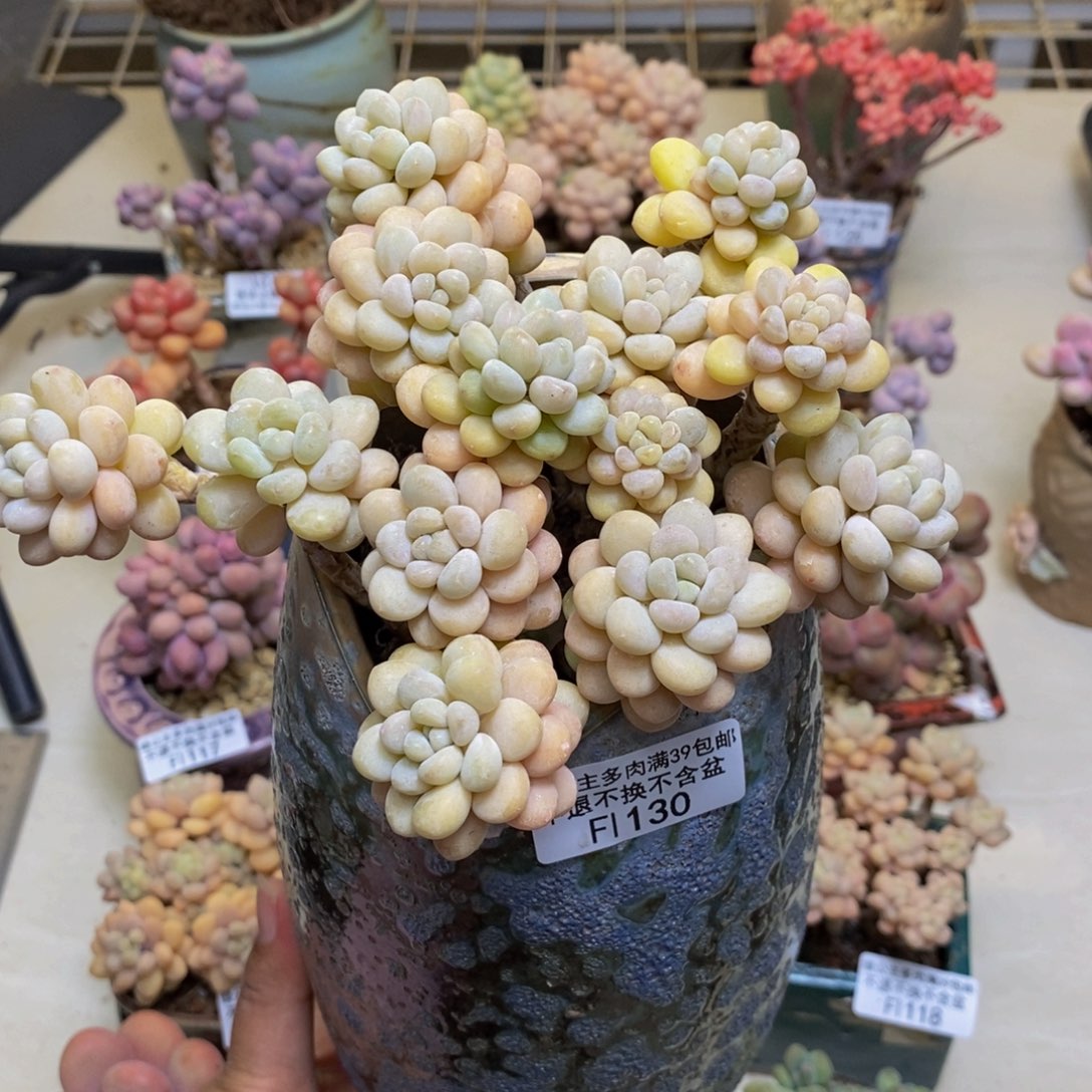 130洛可可多肉11cm