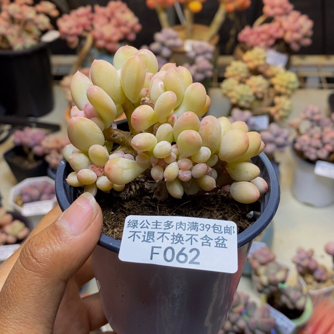 062苹果奶四代多肉7c m