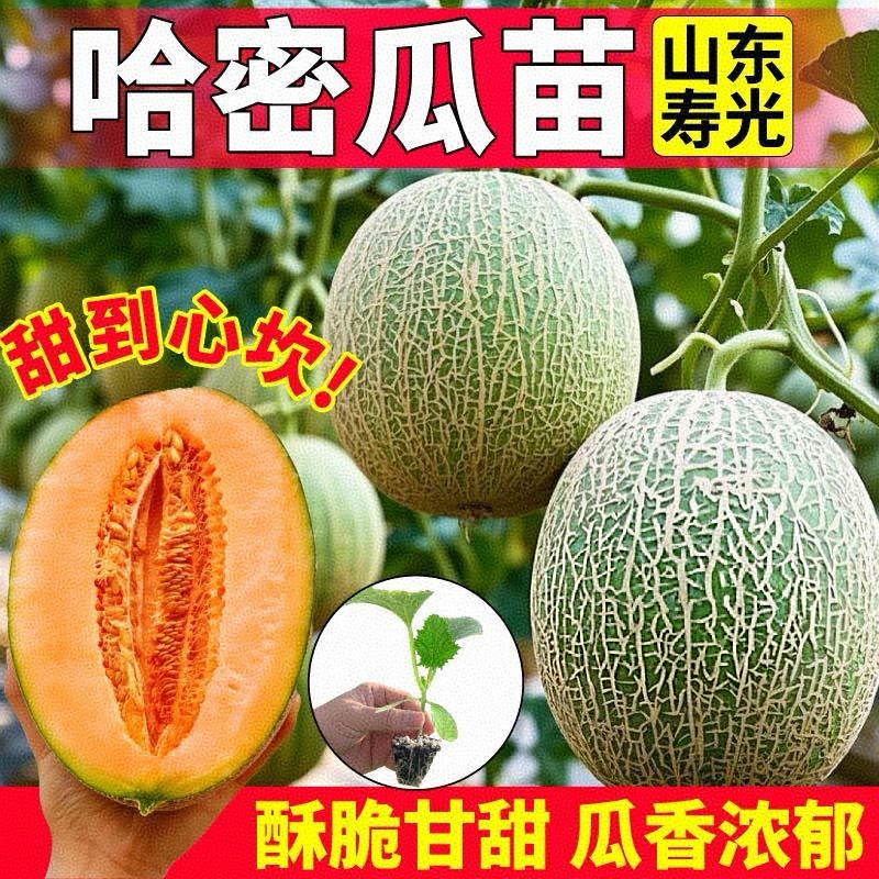 巨甜哈密瓜秧苗超甜玫珑网纹哈密瓜四季甜瓜苗