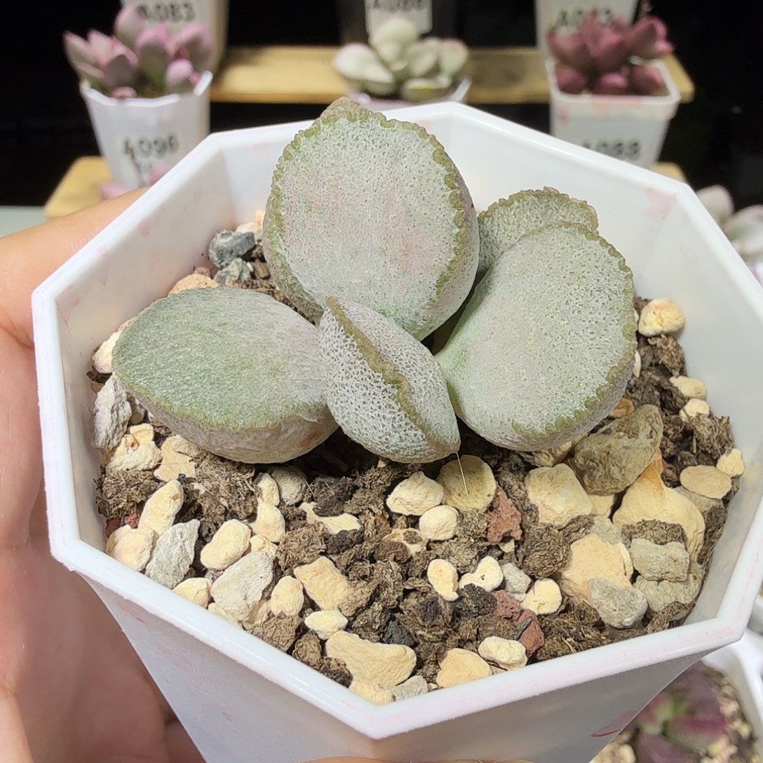 900号水泡多肉植物