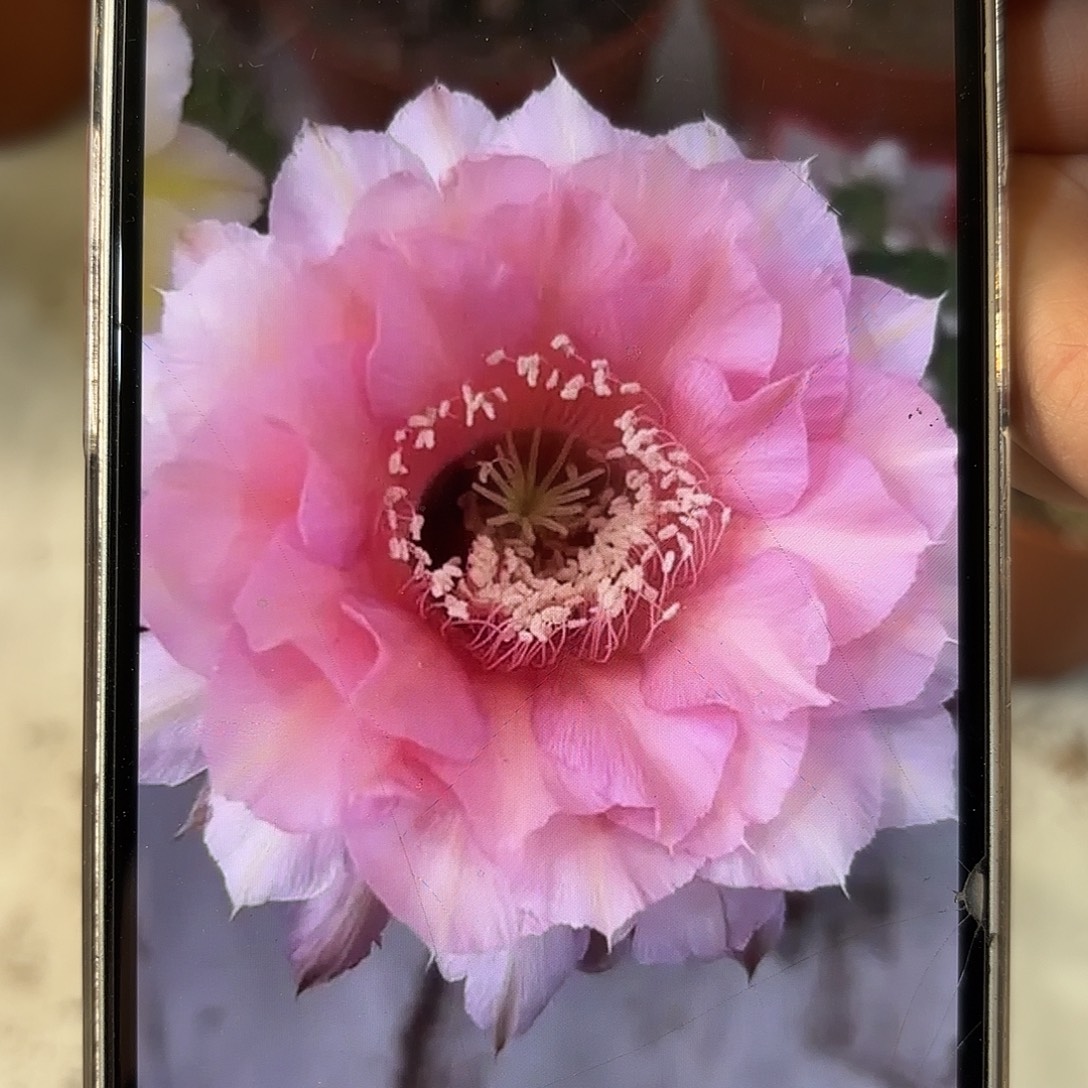 彩草1-51号6公分微瑕