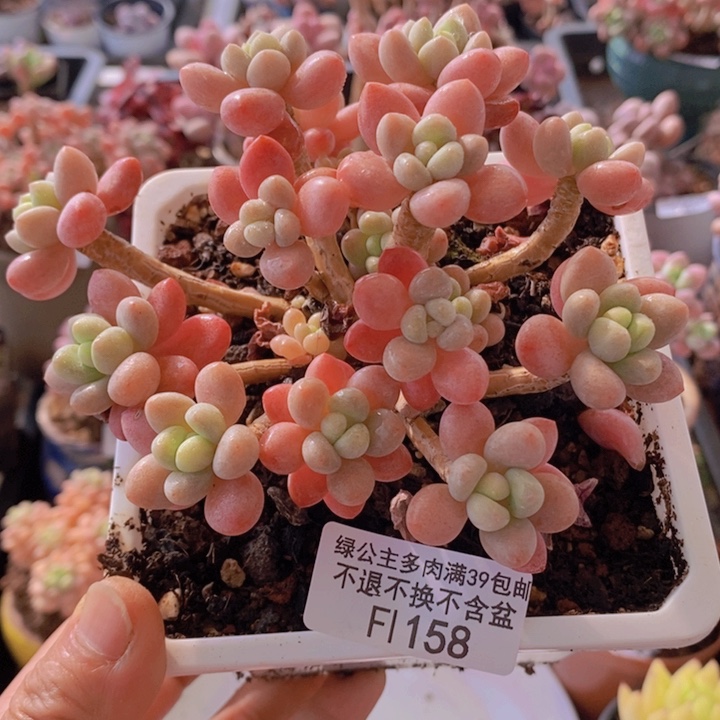 鱼子酱老桩11cm158多肉植物