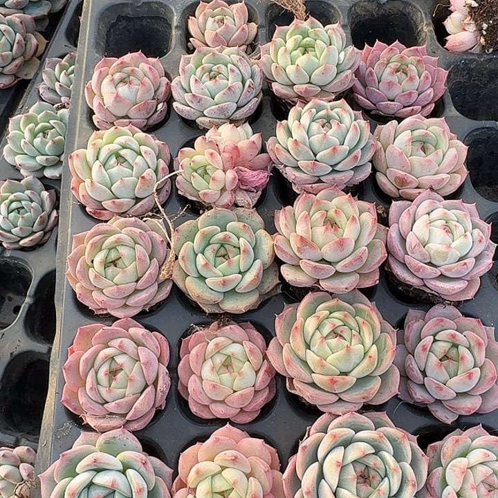 30-39美尼体小包子侧门右一二十颗量拍