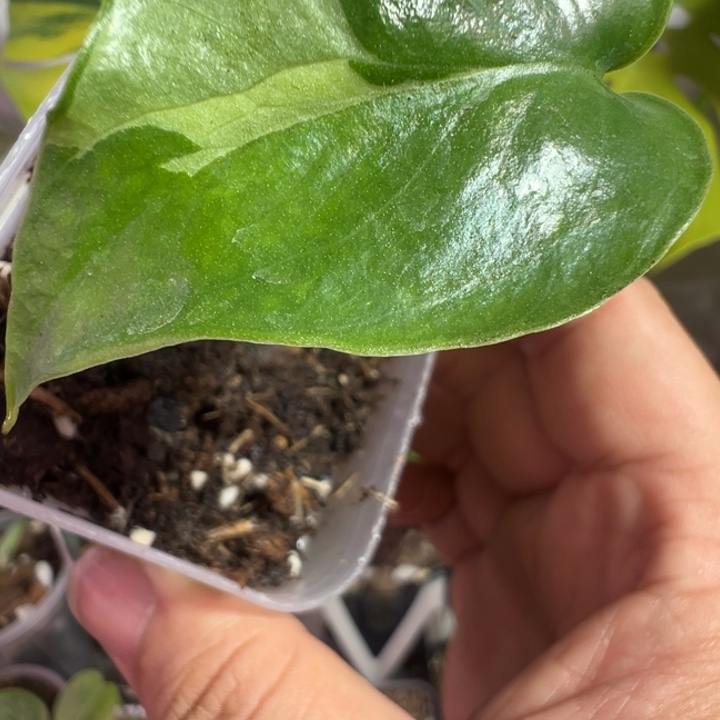 H****完全开放龟背竹种子苗