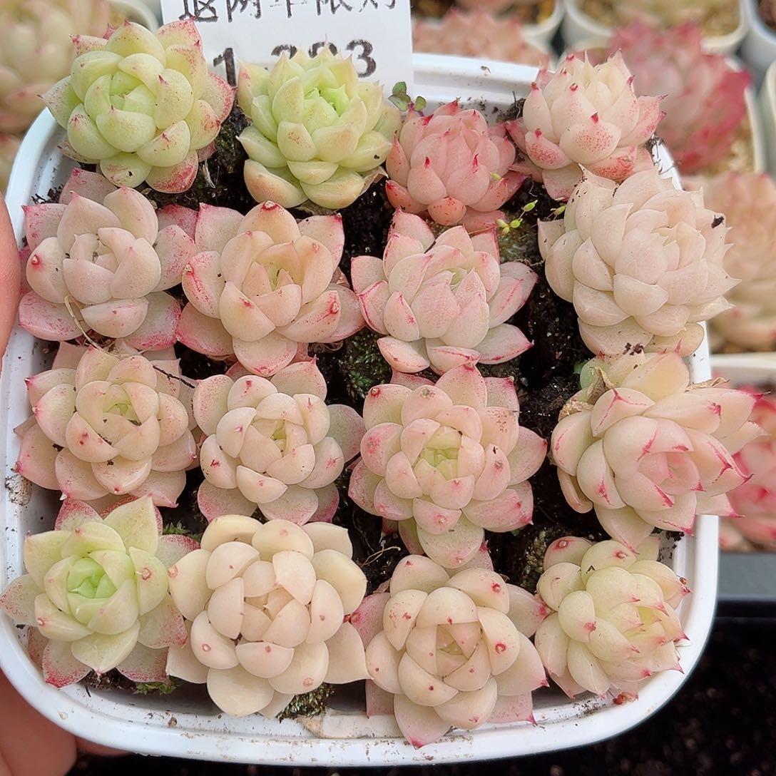 1-383 新疆西藏内蒙不发12.8包邮2-3公分多肉