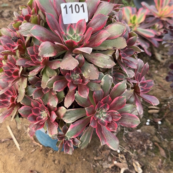 1101浣纱清棚处理不包断枝