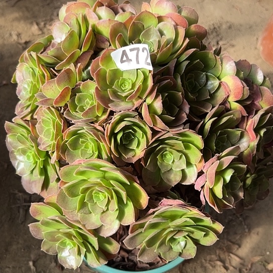 葵***花一颗多肉法师植物