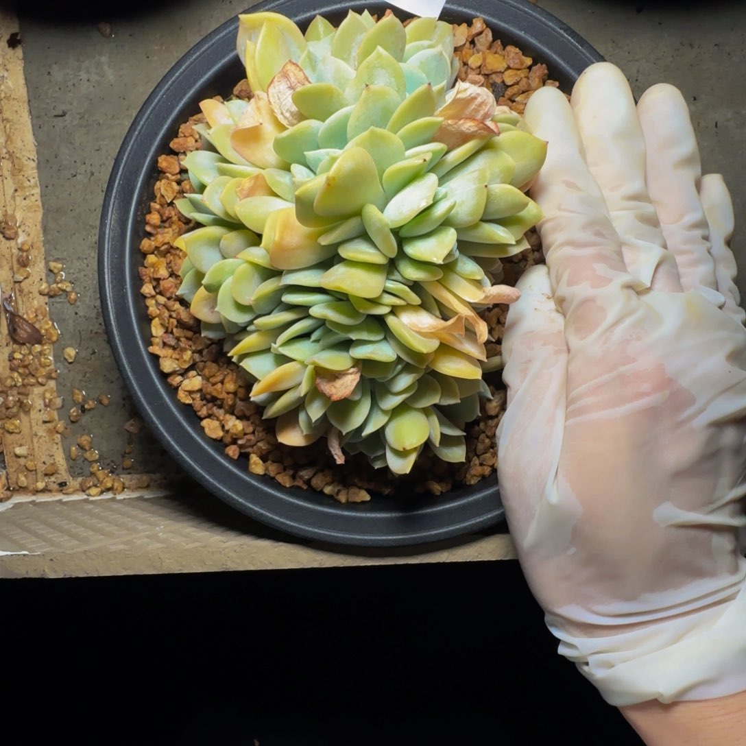 d d d d d d d d d 40