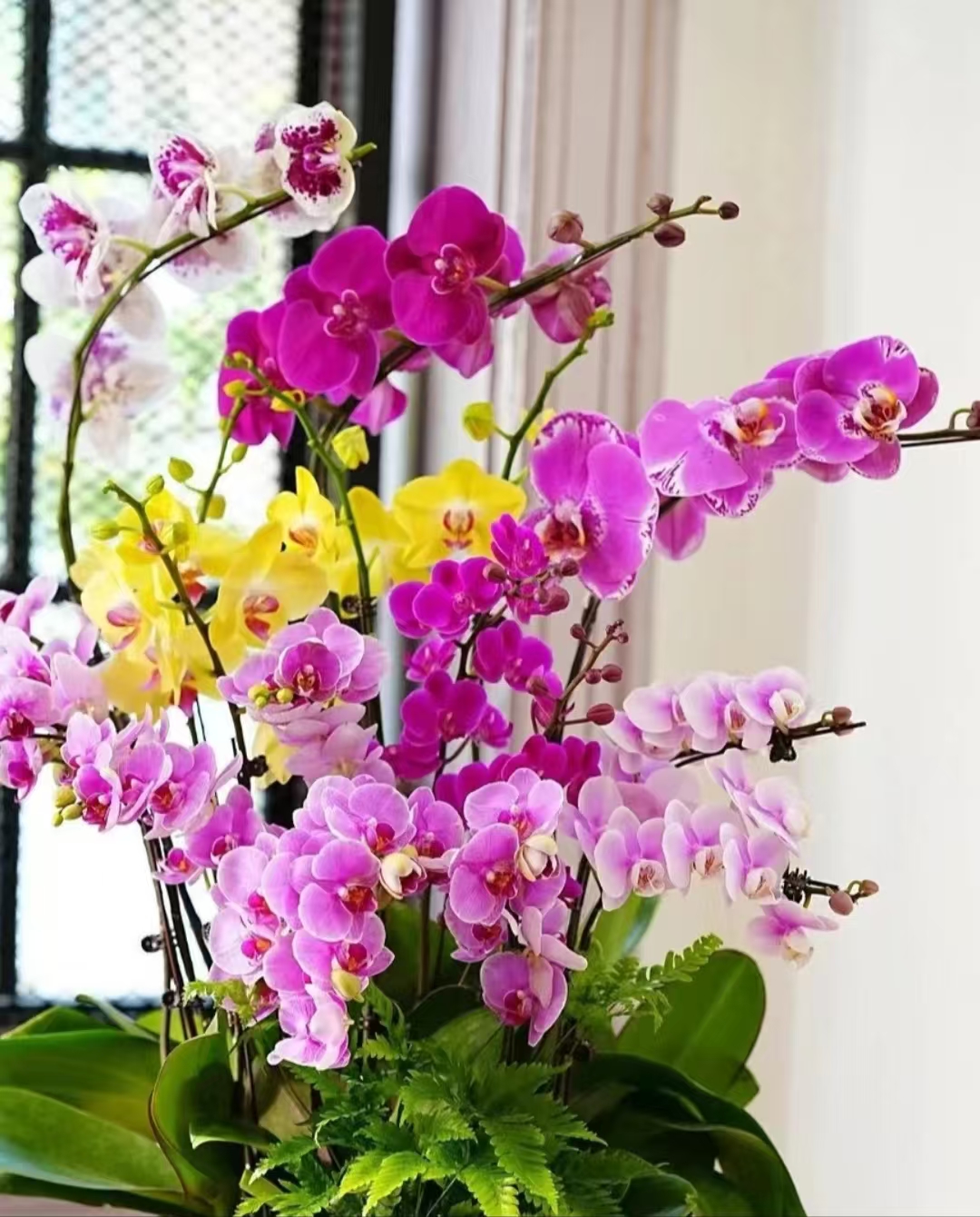 名贵品种蝴蝶兰 1.7寸杯宝宝小苗 不带花剑  嫌小慎拍