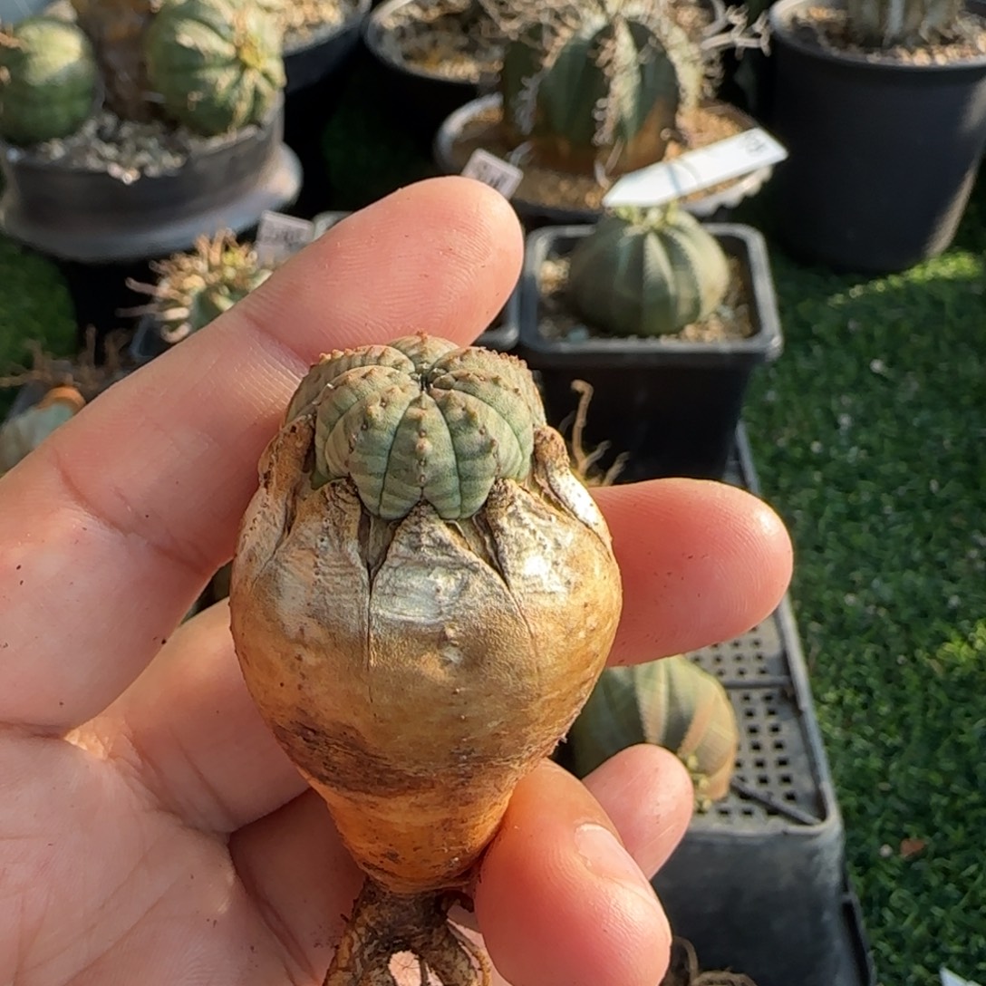 游***鱼布纹球 1111111111