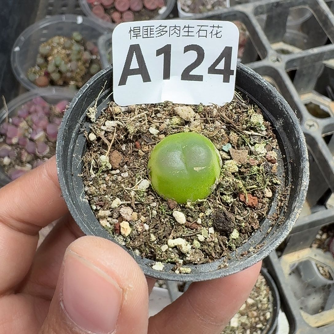 124多肉植物多肉植物