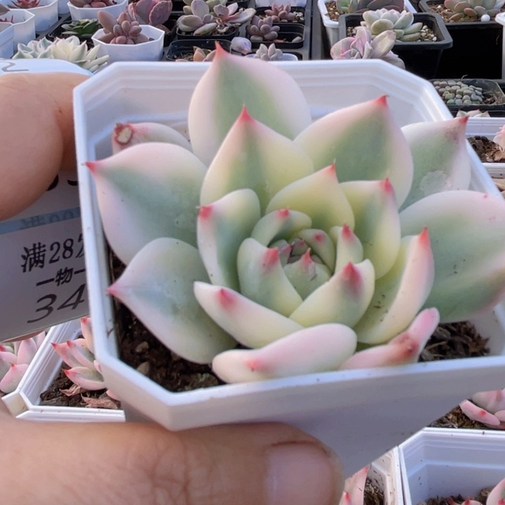 吉娃娃锦多肉植物32