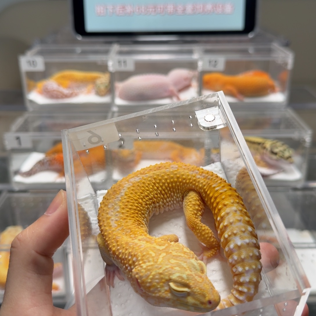 豹纹守宫暴龙成体公