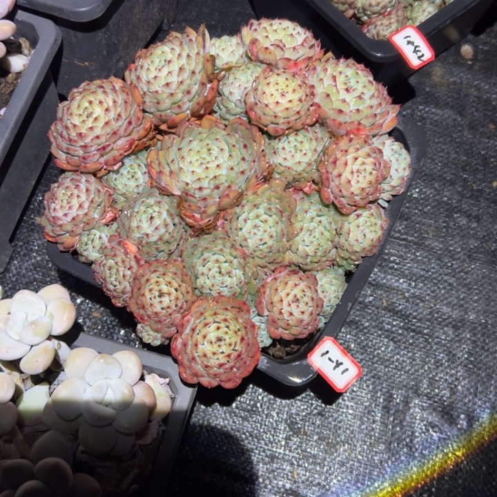 落****精品多肉植物老桩白胖子