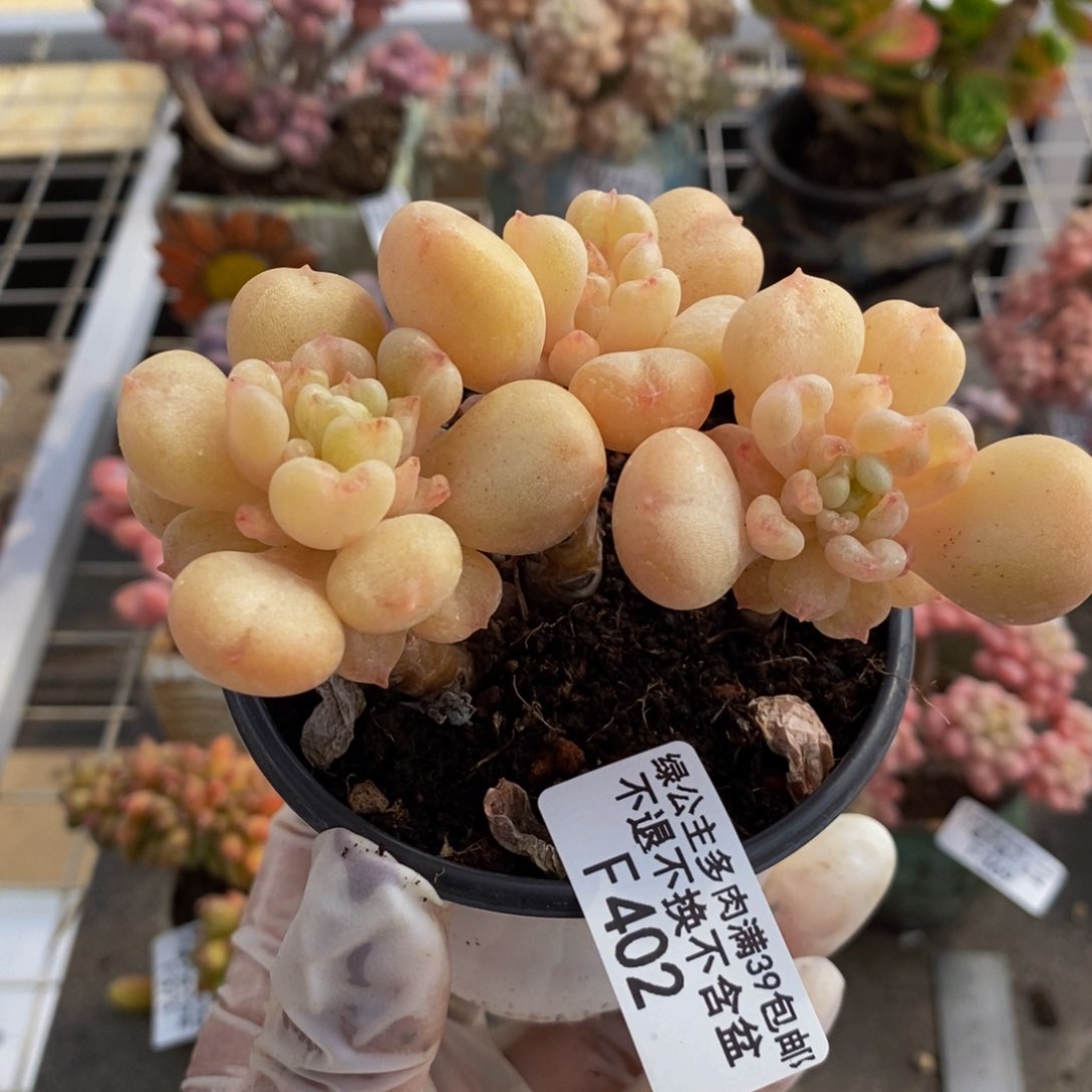 比尔盖茨402/7cm