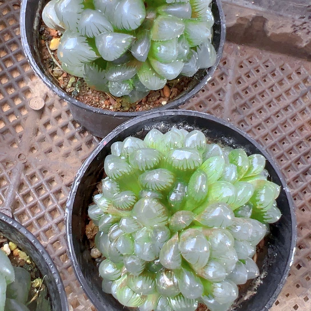 万象盆冰灯群多肉多肉一颗