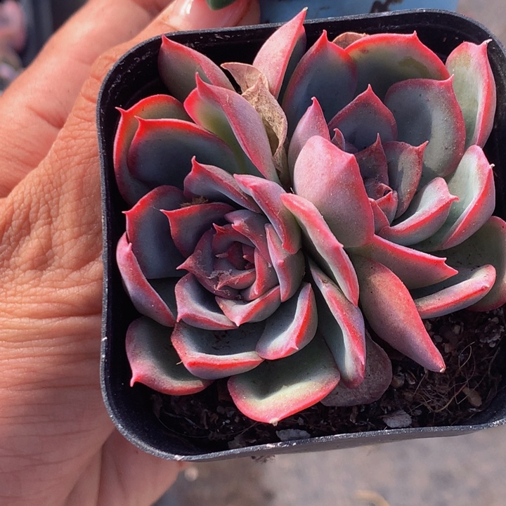 侧影双头 1颗 （满9.99包邮不满9.99发叶子）