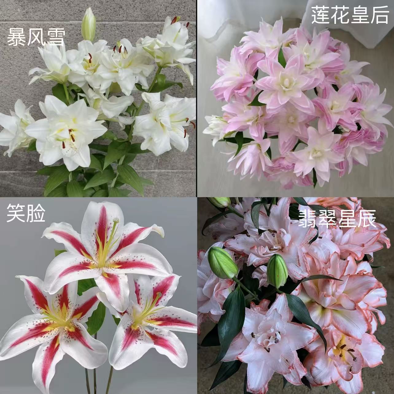香水秋百合进口种球14/16cm带芽重瓣耐寒耐热庭院阳台种植