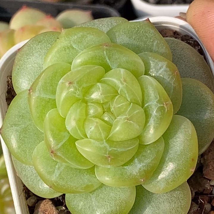 天官赐福百无禁忌