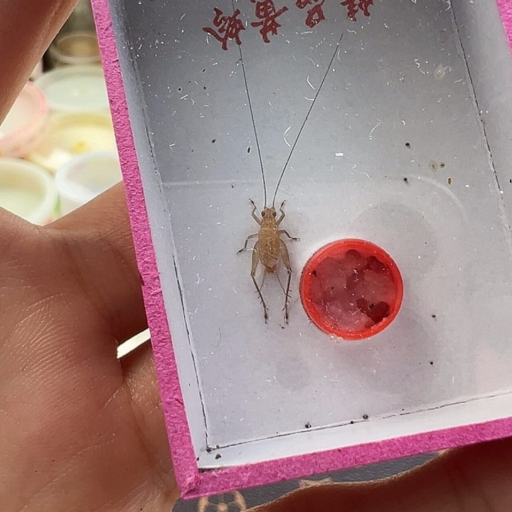 鸣虫虫具一个包邮