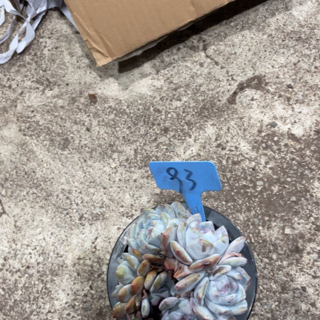 兮***儿星影群星影群93号