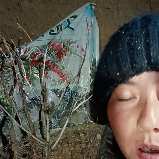人***凡完全开放文冠树一颗