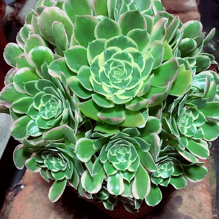 白凤啊啊啊啊啊啊