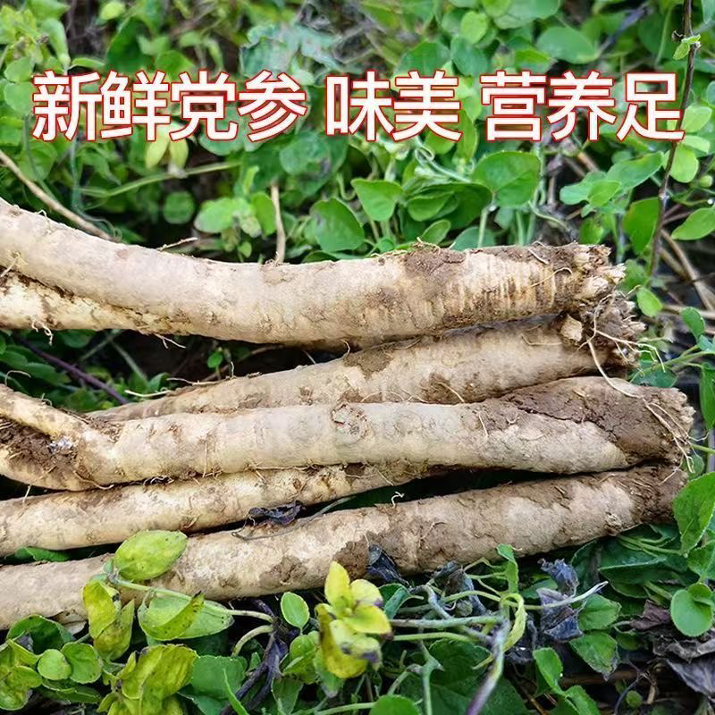 贵州原产地直销正宗新鲜党参现挖鲜活现发煲汤泡酒火锅食材