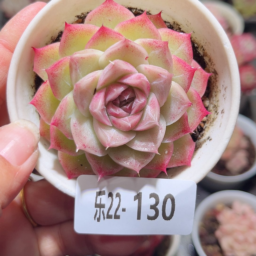 乐22-130麦秆单头