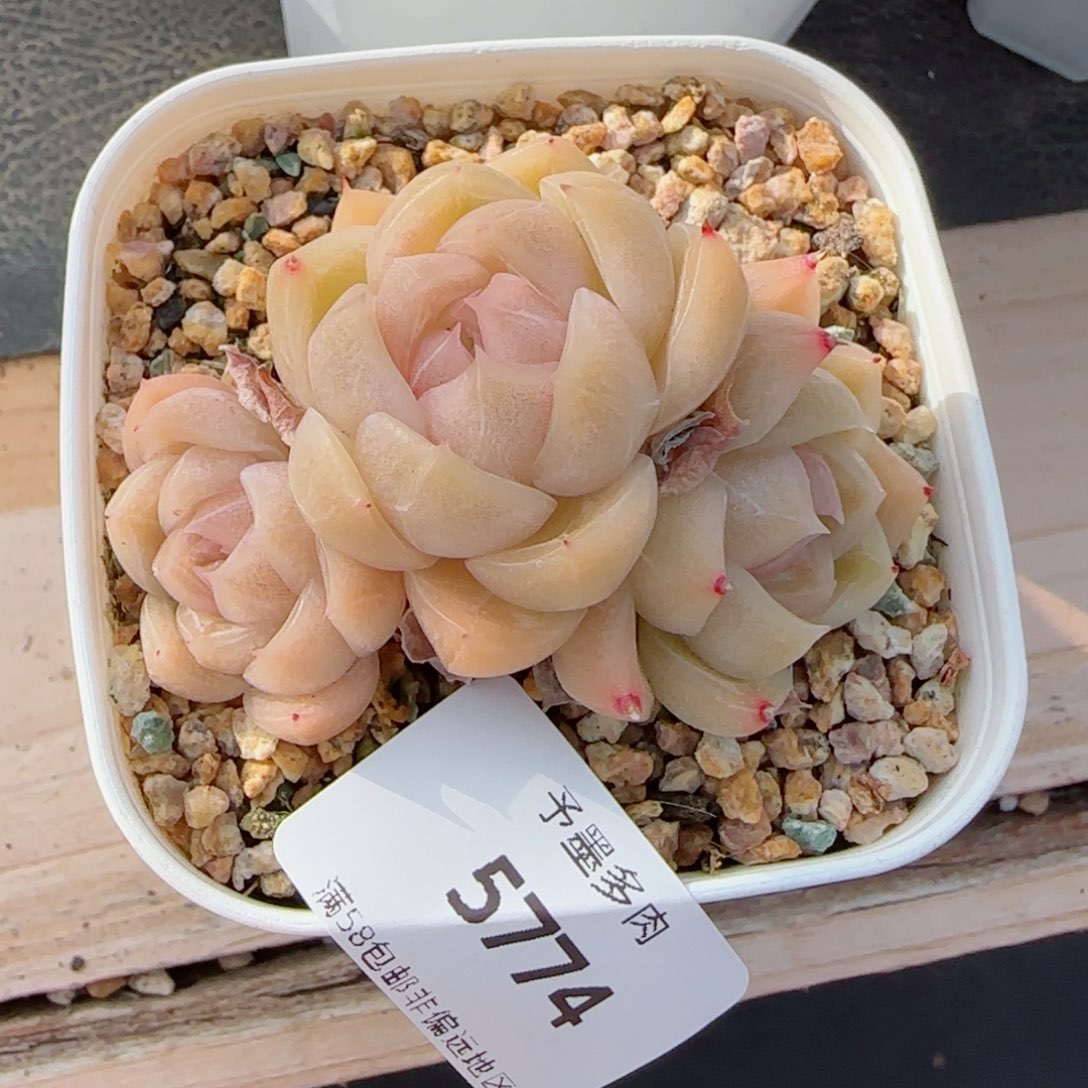 麦秆群，5774多肉植物