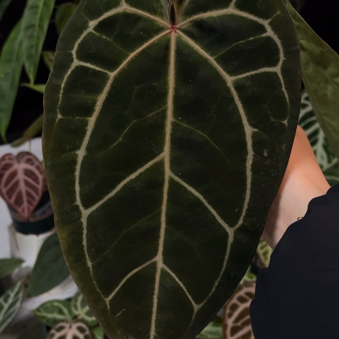 无花朵黑水晶杂红水晶（123）