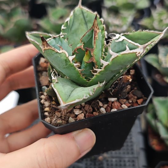 皇冠仁王冠龙舌兰带2芽子