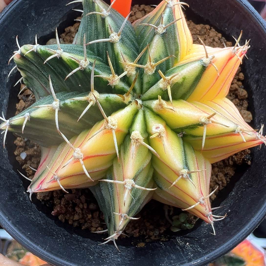 88-肋骨锦带盆土发货